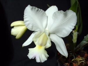 Cattleya dolosa var.alba x sib