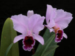 Cattleya percivalliana