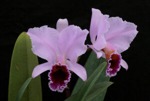 Cattleya percivalliana