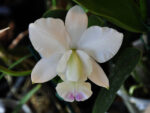 Cattleya walkeriana semialba kelly