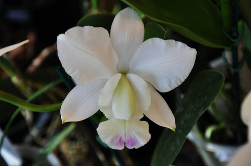 Cattleya walkeriana semialba kelly