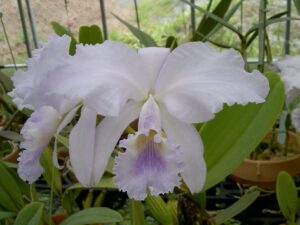 Cattleya warneri coerulea