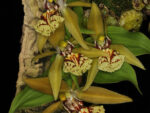Coelogyne schilleriana
