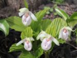 Cypripedium japonicun var.formosanum