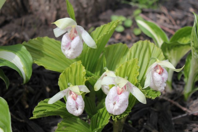 Cypripedium japonicun var.formosanum