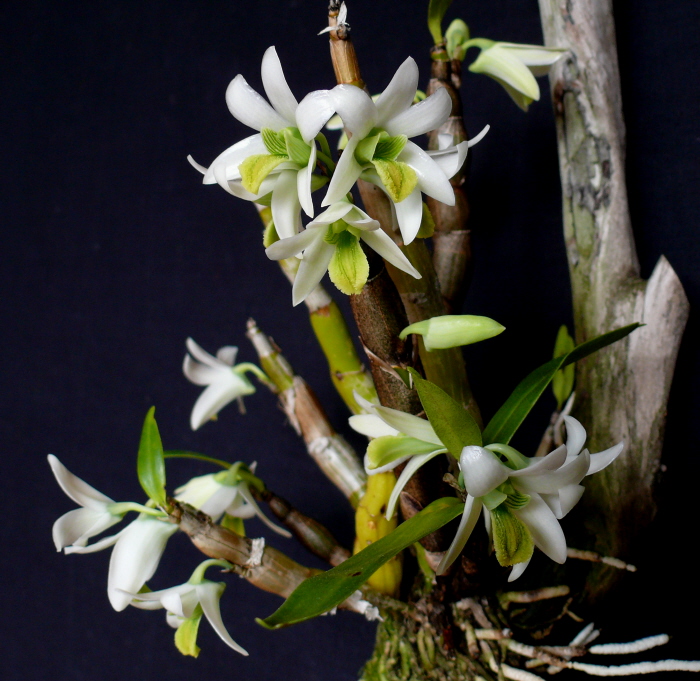 Dendrobium scabrilinque