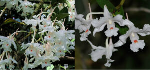 Dendrobium virgineum