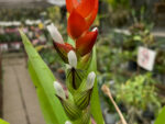 Guzmania monostachya