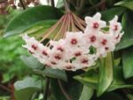 Hoya carnosa var.variegata