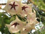 Hoya archoboldiana white