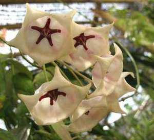 Hoya archoboldiana white