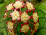 Hoya finlaysonii