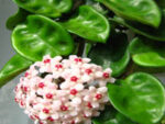 Hoya carnosa cv. Krinkel-8