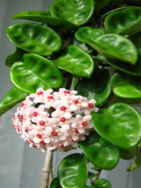 Hoya carnosa cv. Krinkel-8