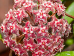 Hoya parasitica red