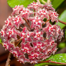 Hoya parasitica red