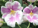 Miltonia hybrid 001