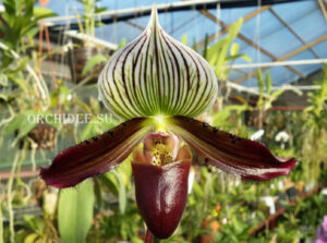 Paphiopedilum sukhakulii x Maudiae coloratum new