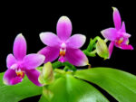 Phalaenopsis violacea