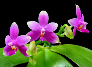 Phalaenopsis violacea