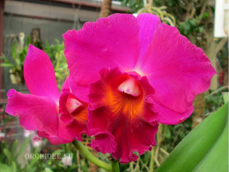 Cattleya hybrid 012