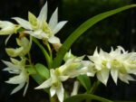 Dendrobium cuspidatum