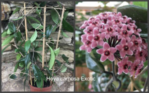 Hoya carnosa "Green Exotica"
