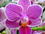 Phalaenopsis PHM 127