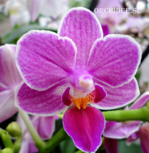 Phalaenopsis PHM 127