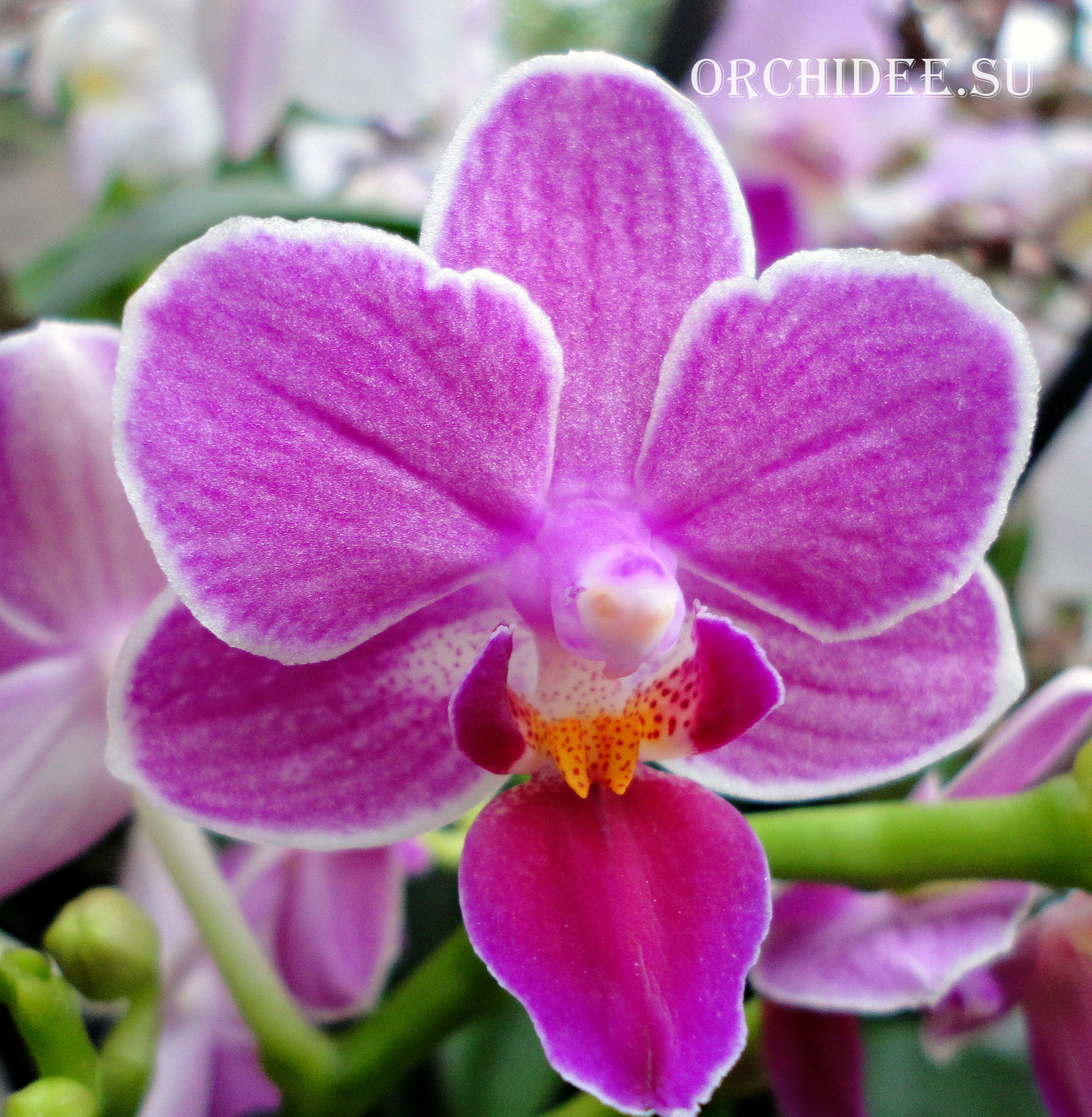 Phalaenopsis PHM 127