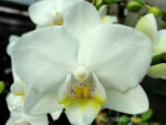 Phalaenopsis PHM 144 Snow flake