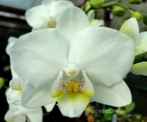 Phalaenopsis PHM 144 Snow flake