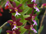 Trichoglottis brachiata