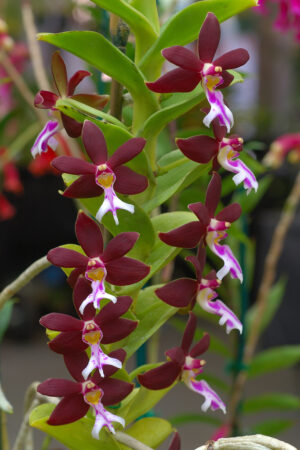 Trichoglottis brachiata