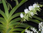Angraecum eburneum