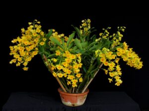 Dendrobium chrysotoxum