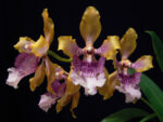 Odontoglossum wyattianum