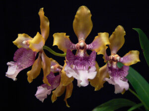 Odontoglossum wyattianum