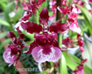 Oncidium Heaven Scent 'Sweet Cherry' (Ruffles x Sharry Baby)