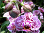 Phalaenopsis PHM 022