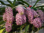 Rhynchostylis gigantea