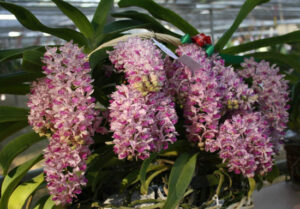 Rhynchostylis gigantea