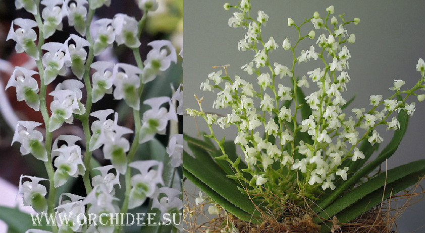 Ornithocephalus gladiatus