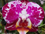 Phalaenopsis PH 129 Blanka