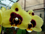 Phalaenopsis PHM 021 Bonnie