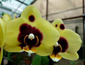 Phalaenopsis PHM 021 Bonnie