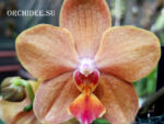 Phalaenopsis PHM 023