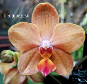 Phalaenopsis PHM 023