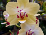 Phalaenopsis PHM 105