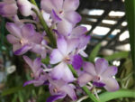 Rhynchostylis coelestis blue